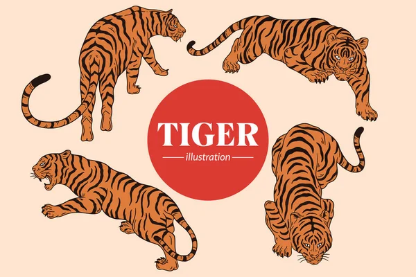 Set Tiger Face Wild Poses Isolated Cartoon Illustration — Stock Vector