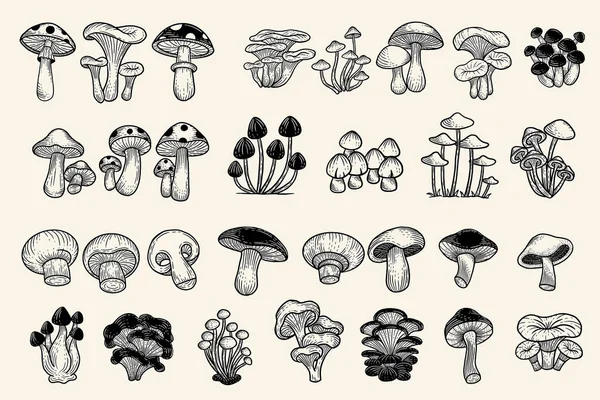 Set Huge Collection Bundle Mushroom Healthy Food Engraved Hand Drawn — Stockvektor