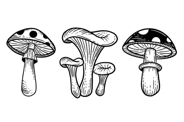 Set Mushroom Healthy Food Engraved Hand Drawn Outline Illustration — Stockvektor