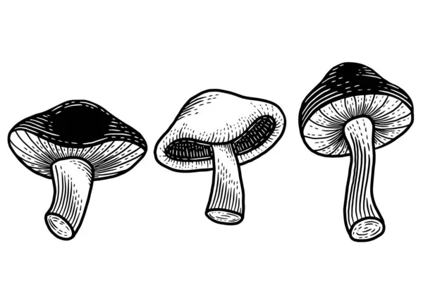 Set Mushroom Healthy Food Engraved Hand Drawn Outline Illustration — Vetor de Stock