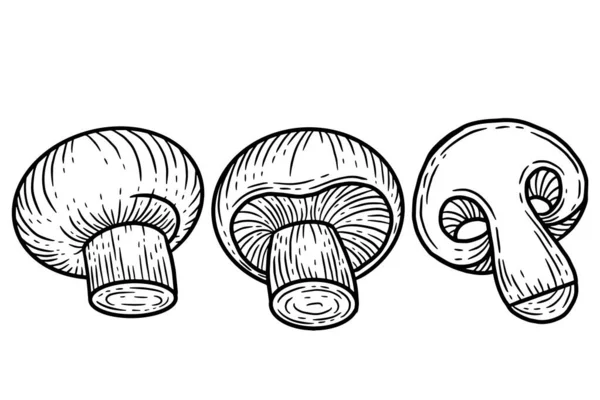 Set Mushroom Healthy Food Engraved Hand Drawn Outline Illustration — Stockvektor