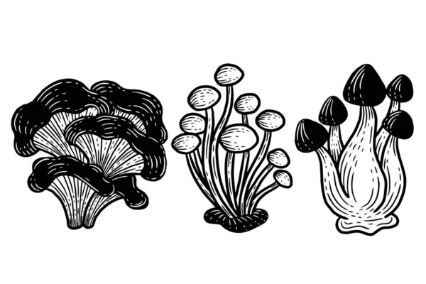 Set Mushroom Healthy Food Engraved Hand Drawn Outline Illustration — Stock vektor