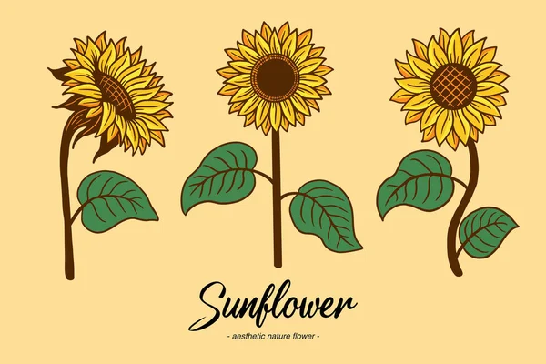 Set Collection Sunflower Summer Floral Nature Plant Aesthetic Hand Drawn — Vector de stock