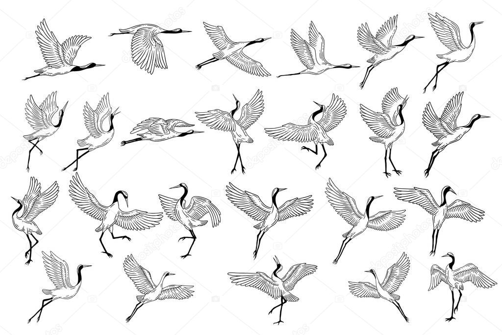 Set Mega Collection Bundle Stork Bird Flying Tropical cartoon Wild birds cranes Hand Drawn