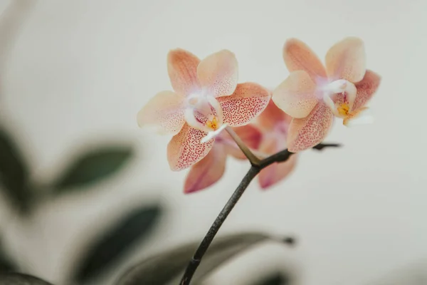 Orquídea Phalaenopsis Censão Multiflora — Fotografia de Stock