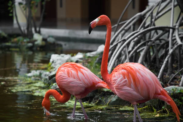 İki pembe flamingo bahçede mangrov ağacının yanında yürüyor.