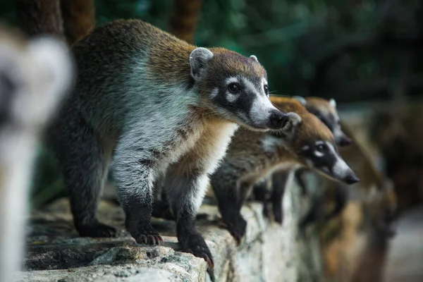 Waschbär Nasuha Nasua Narica Der Yukotan Natur — Stockfoto