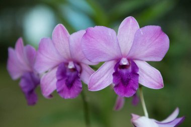 Vahşi orkidedeki dendrophalaenopsis yemyeşil çiçek açar.