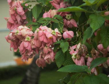 Marmelat Mussaenda bahçede.