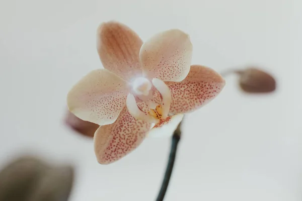 Phalenopsisラン科多花植物 — ストック写真