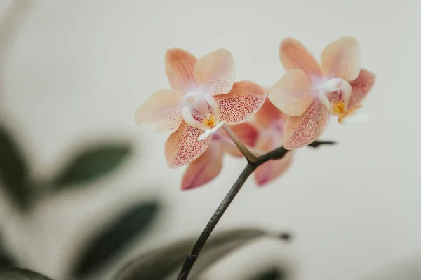 Phalaenopsis Orkidé Scention Multiflora — Stockfoto