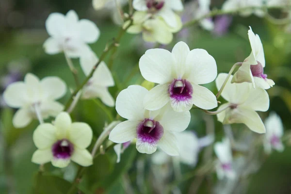 Vahşi orkidedeki dendrophalaenopsis yemyeşil çiçek açar.
