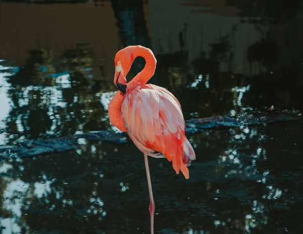 Göl kenarında dinlenen Karayip flamingosu