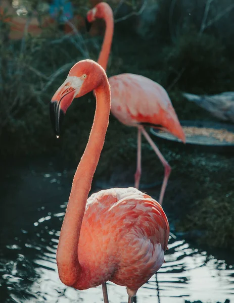 Göl kenarında dinlenen Karayip flamingosu