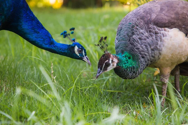 Deux Paons Penchés Sur Herbe — Photo