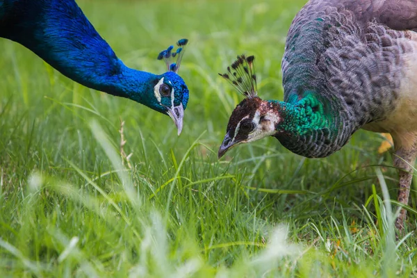 Dos Pavos Reales Inclinaron Sobre Hierba — Foto de Stock