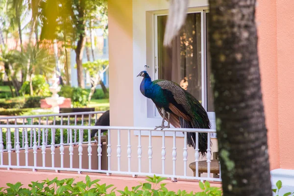 Pavo Real Masculino Sentado Balcón — Foto de Stock