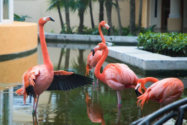 Troupeau Flamants Caribéens Marchant Dans Jardin — Photo