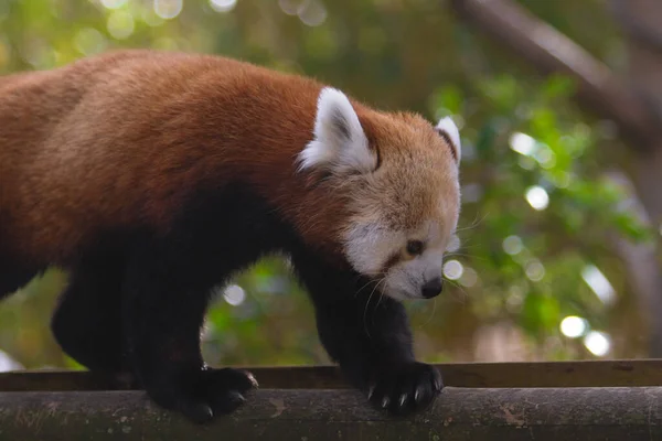 Doğa koruma alanında bir kırmızı panda portresi