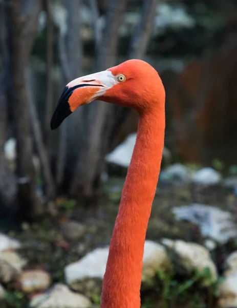 Flamingo Caribeño Descansando Junto Lago — Foto de Stock