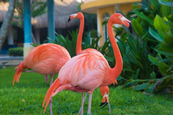 Flock Caribbean Flamingos Walking Garden — Stock Photo, Image