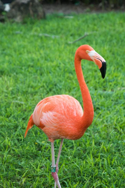 Flamant Rose Marchant Dans Nature — Photo