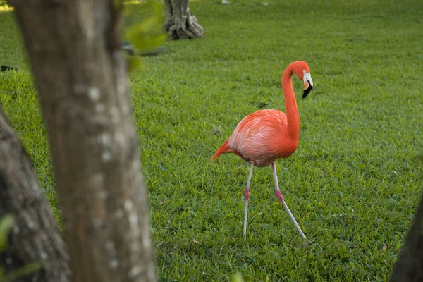 Doğada yürüyen bir flamingo.