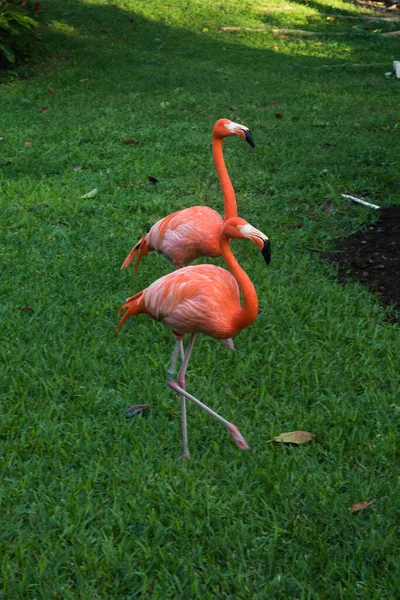 Dois Flamingos Andando Natureza — Fotografia de Stock