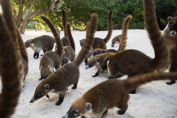 Bando Guaxinins Coati Correndo Areia Nasua Narica — Fotografia de Stock