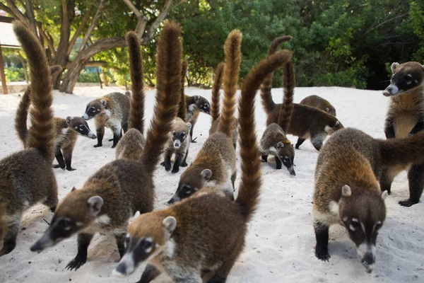 Bando Guaxinins Coati Correndo Areia Nasua Narica — Fotografia de Stock