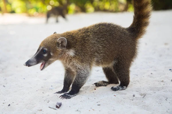 Waschbär Nasuha Nasua Narica Der Yukotan Natur — Stockfoto