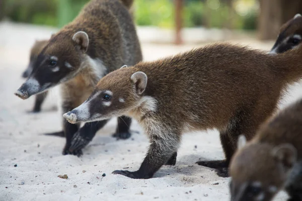 Guaxinim Coati Nosuha Nasua Narica Natureza Yukotan — Fotografia de Stock