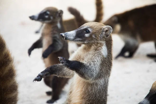 Raccoon Coati Nosuha Nasua Narica Yukotan Nature — Stock fotografie