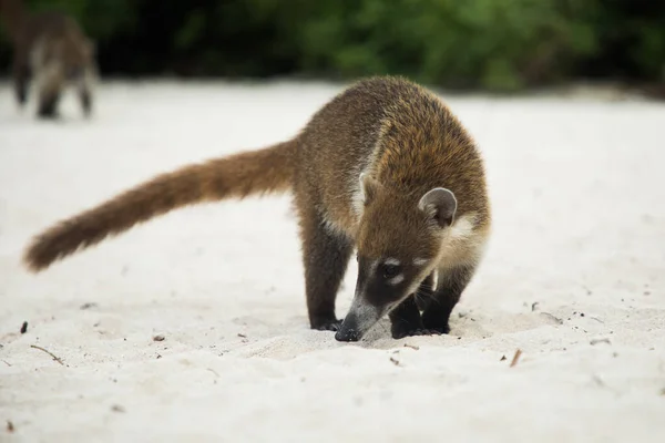 育空地区自然中的浣熊Coati Nosuha Nasua Narica — 图库照片