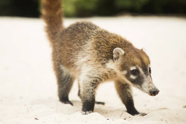 Raccoon Coati Nosuha Nasua Narica Dans Nature Yukotane — Photo