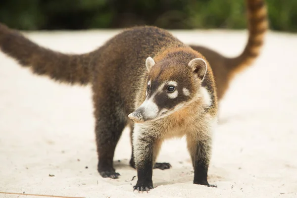 Raccoon Coati Nosuha Nasua Narica Den Yukotanska Naturen — Stockfoto