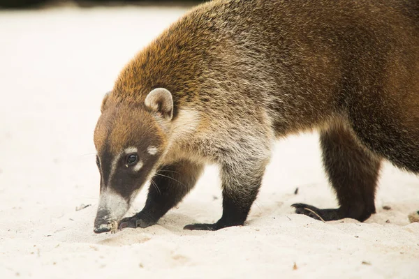 Guaxinim Coati Nosuha Nasua Narica Natureza Yukotan — Fotografia de Stock