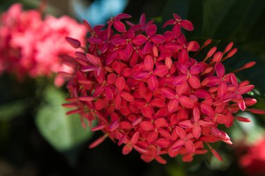 Bahçede kırmızı Ixora çiçek açıyor.