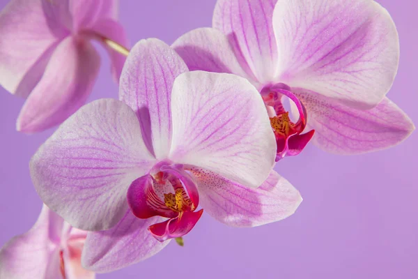 Lila Orchidee Auf Fliederfarbenem Hintergrund Nahaufnahme — Stockfoto