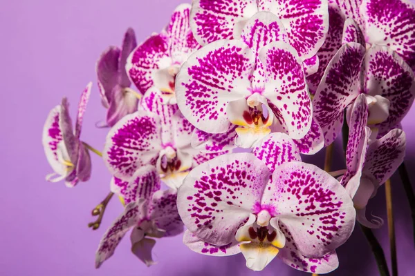 Manchado Orquídea Exuberante Flor Fundo Roxo — Fotografia de Stock