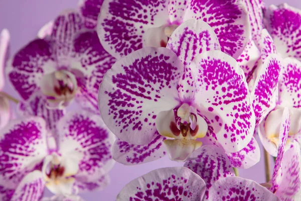 Manchado Orquídea Exuberante Flor Fundo Roxo — Fotografia de Stock