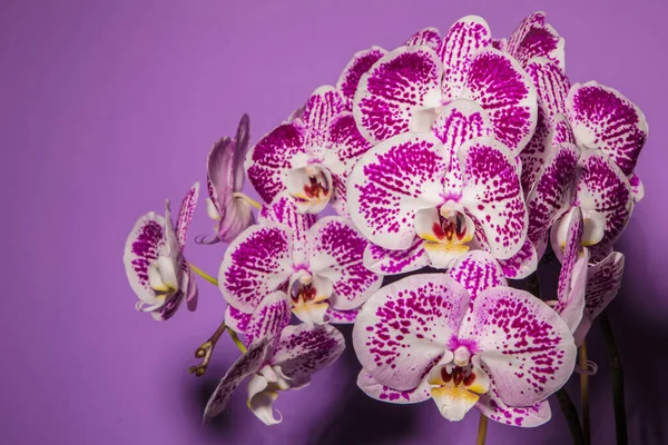 Manchado Orquídea Exuberante Flor Fundo Roxo — Fotografia de Stock