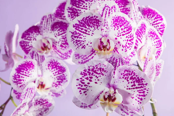 Manchado Orquídea Exuberante Flor Fundo Roxo — Fotografia de Stock
