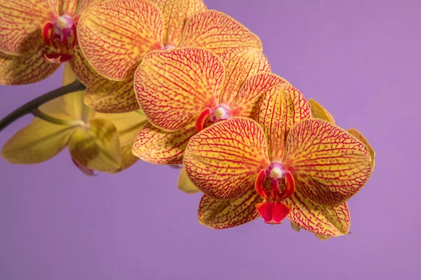 Oranje Orchidee Een Lila Achtergrond Close Schoonheid — Stockfoto