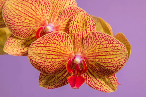 Oranje Orchidee Een Lila Achtergrond Close Schoonheid — Stockfoto