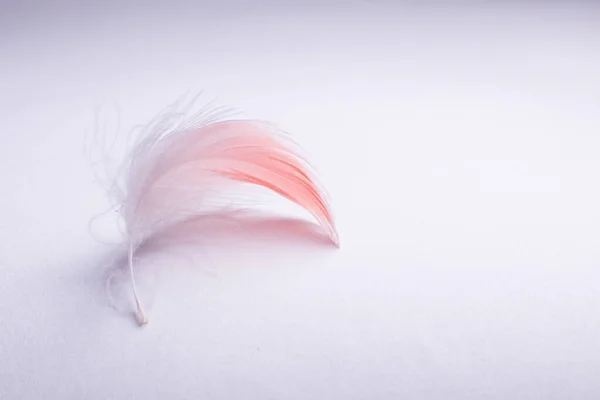 Pluma Flamenco Sobre Fondo Blanco Cerca — Foto de Stock