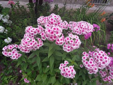 pembe ve beyaz çiçekler