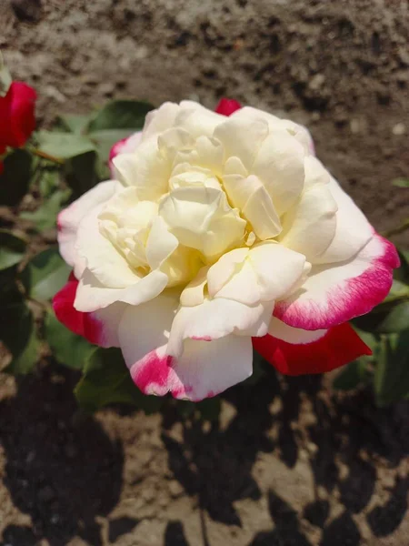 Flores Rosas Blancas — Foto de Stock