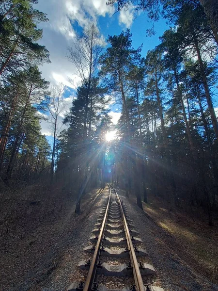 Ormanda Demiryolu — Stok fotoğraf