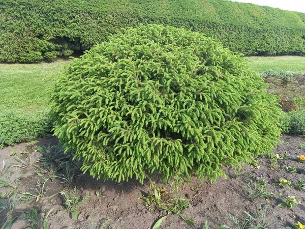 Fougère Verte Insolite Dans Parc — Photo